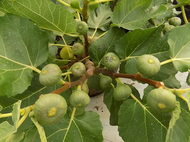 Eggplant Fruit and Shoot Borer : 茄子果和嫩枝蛀虫