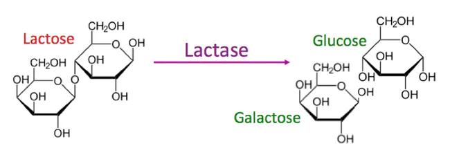 Lactose : 乳糖