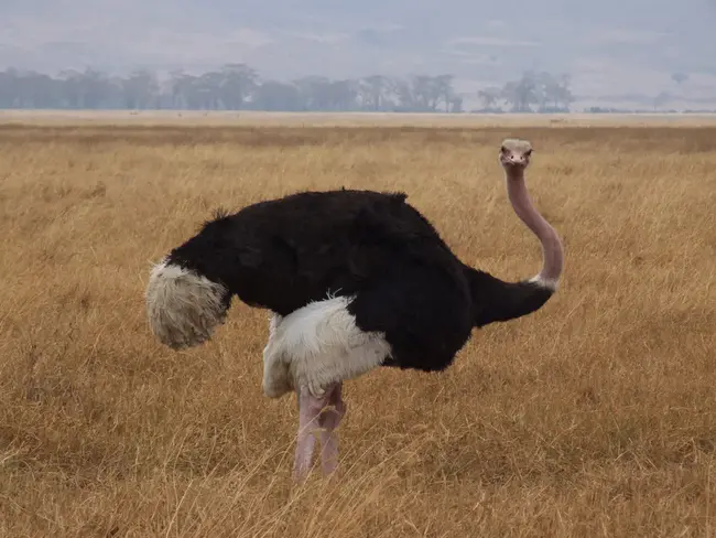 Ostrich Disorder : 鸵鸟病