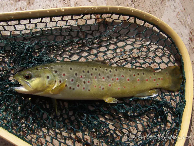 Trout Unlimited Canada : 鳟鱼无限加拿大