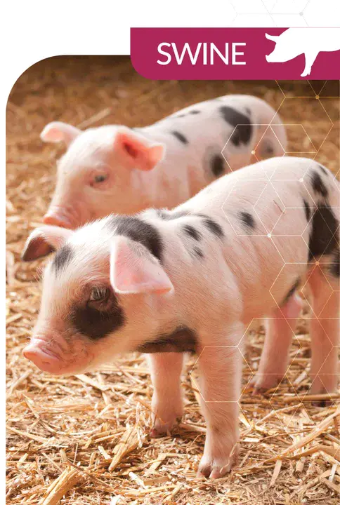 Swine Welfare Assurance Program : 猪福利保障计划