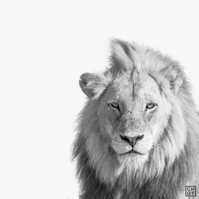 Inyati, South Africa : 南非因雅提