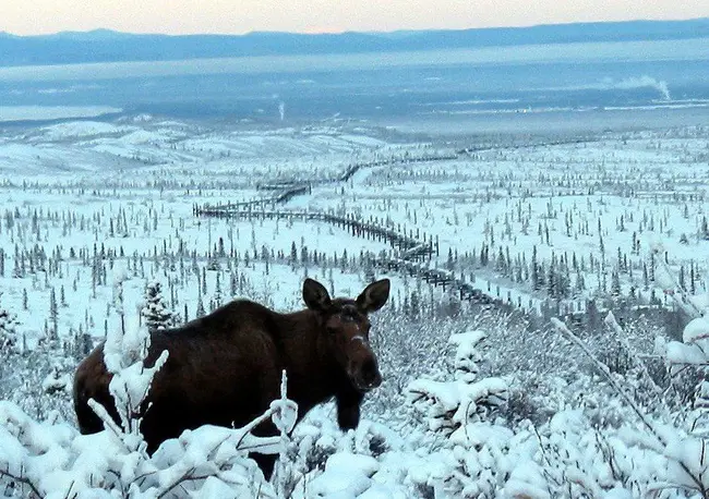 Alaska Native Knowledge Network : 阿拉斯加本土知识网