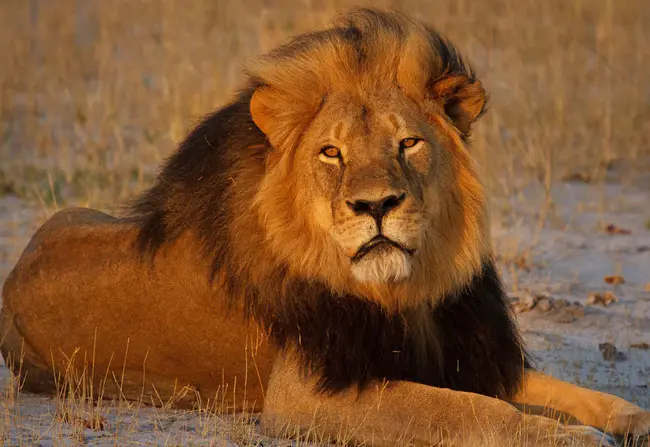 Lions Are Into Reading : 狮子喜欢读书