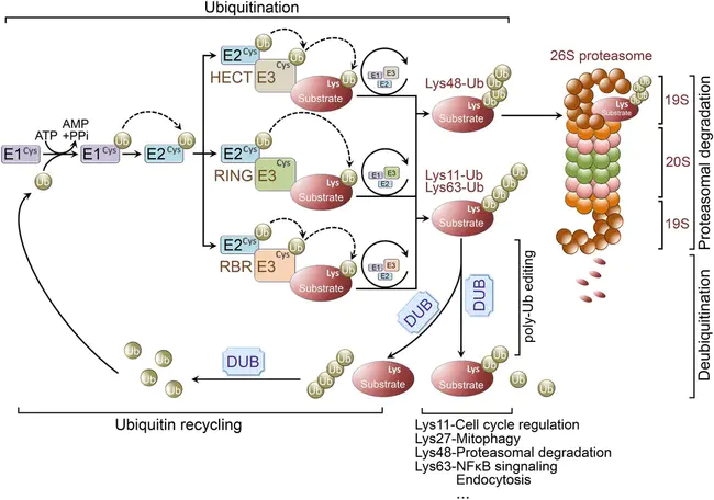 UBiquitin-activating Enzyme : 泛素激活酶