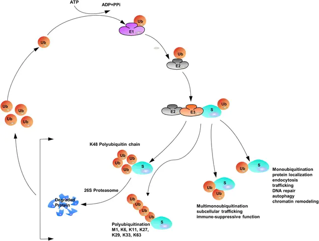 Ubiquitin mRNA : 泛素mRNA