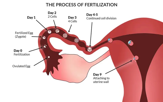 Fertilization Independent Endosperm : 非受精胚乳