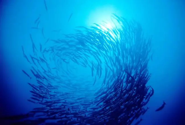 Undersea and Hyperbaric Medicine : 海底和高压医学