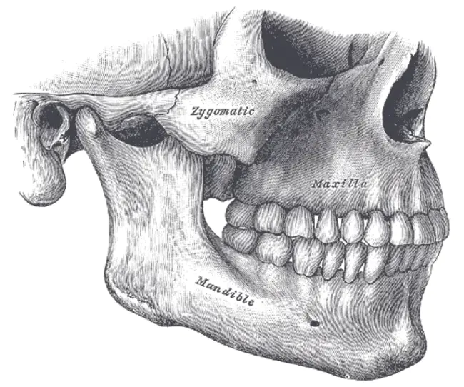 Lower Jaw Length : 下颚长度