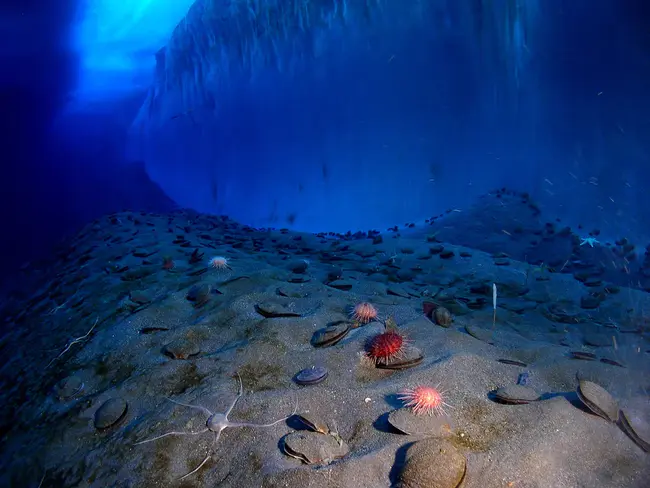 Underwater Light Beacon : 水下灯塔