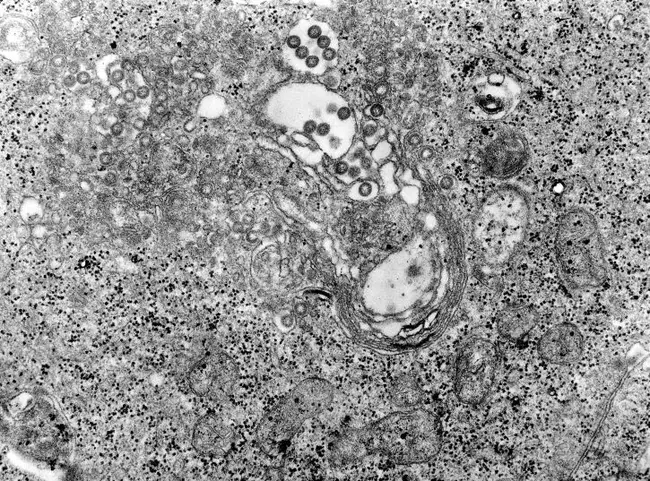 phlebovirus Uukuniemi : 乌库涅米白蛉病毒