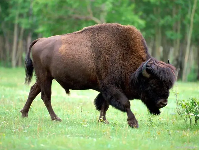 Bison Business Supplies : 野牛商业用品