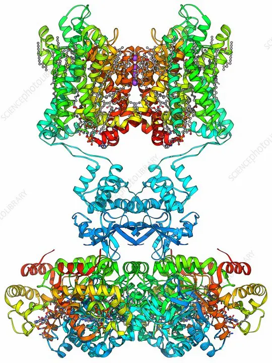 Voltage-Gated Potassium : 电压门控钾