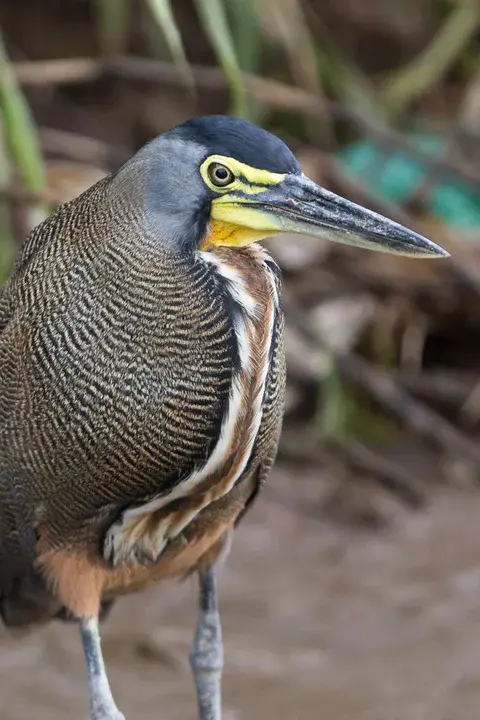 American Association of Wildlife Veterinarians : 美国野生动物兽医协会