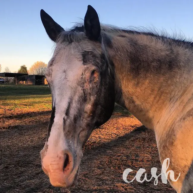 Australian Equine Veterinary Association : 澳大利亚马兽医协会