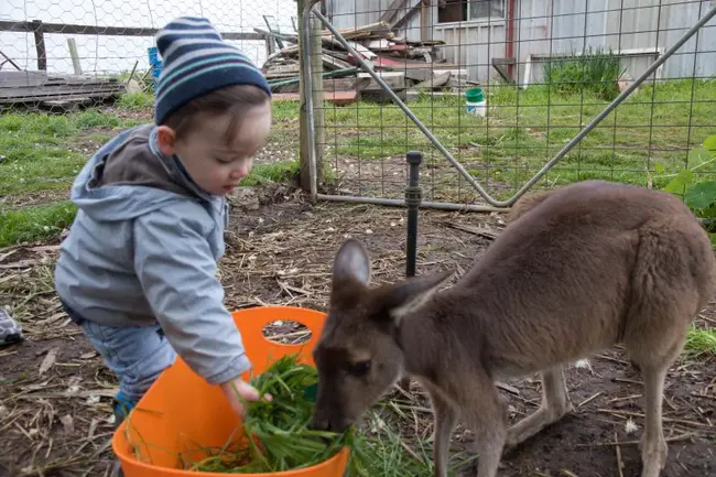 Animal Watch Australia : 澳大利亚动物观察