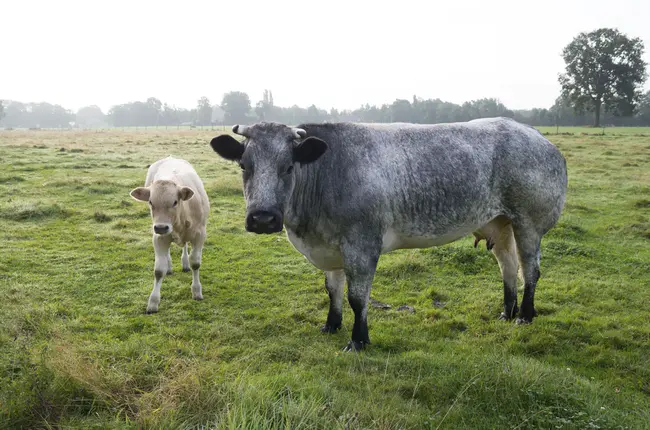 Belgian Veterinary Computer Association : 比利时兽医计算机协会