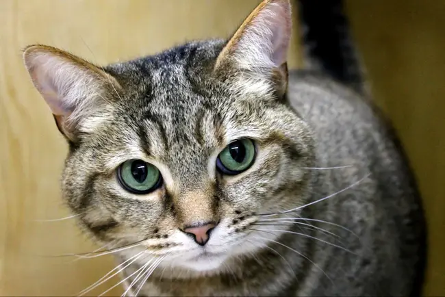 Companion Animals : 伴生动物