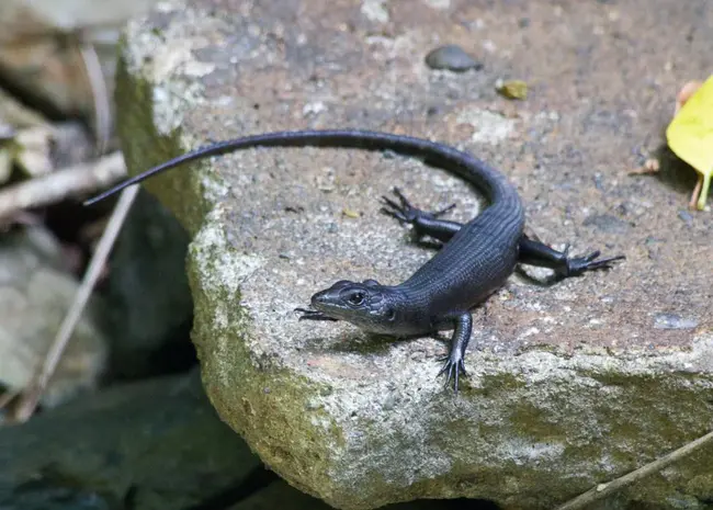 Global Gecko Association : 全球壁虎协会