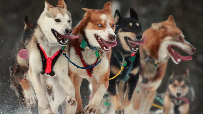 International Sled Dog Veterinary Medical Association : 国际雪橇犬兽医协会