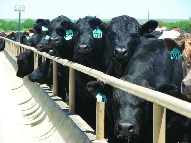 International Veterinary Biosafety Group : 国际兽医生物安全组