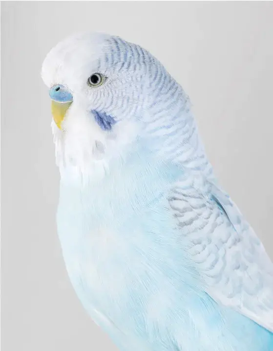 Joint Advisory Committee on Pets in Society (obsolete, now PAC) : 社会宠物联合咨询委员会（已过时，现为PAC）