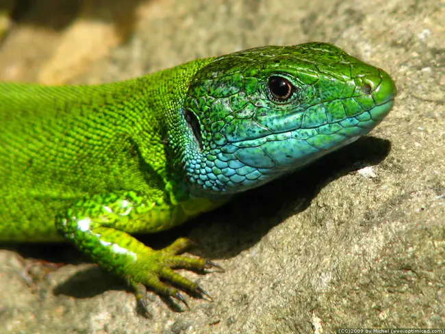 see NVHT-Lacerta : 见NVHT Lacerta