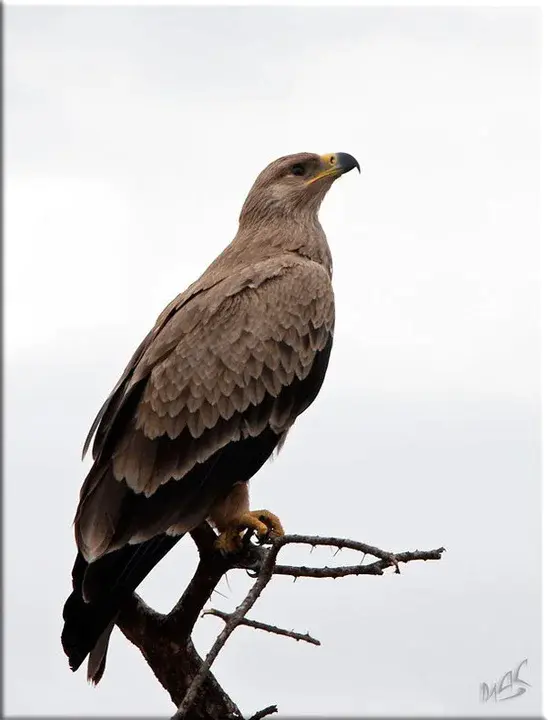 University of Missouri Research Animal Diagnostic and Investigative Laboratory : 密苏里大学研究动物诊断和调查实验室