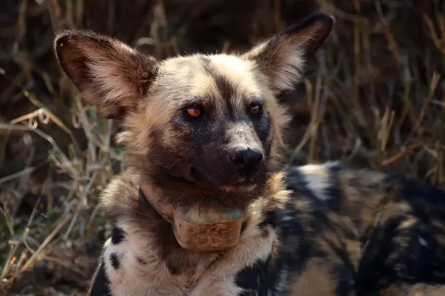 National Disaster Search Dog Foundation (USA) : 国家灾难搜索犬基金会（美国）