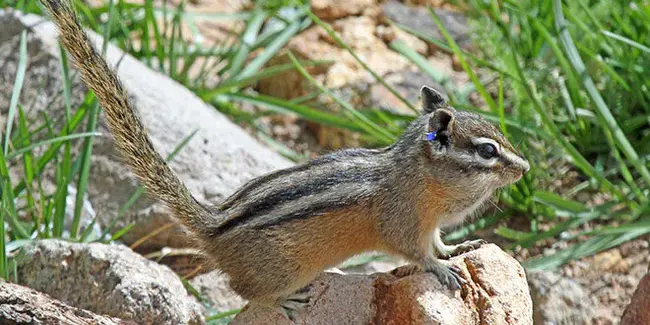 New Mexico Wildlife Association : 新墨西哥野生动物协会