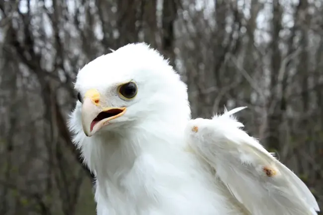 National Wildlife Rehabilitators Association : 国家野生动物康复协会