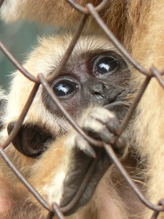 People Against Companion Animal Slaughter : 反对同伴屠宰动物的人