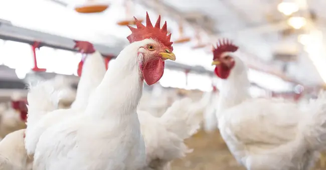 Poultry Science Association : 家禽科学协会
