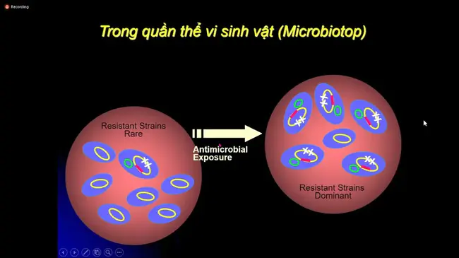 Vaccine Associated Feline Sarcoma Task Force : 疫苗相关猫肉瘤工作队