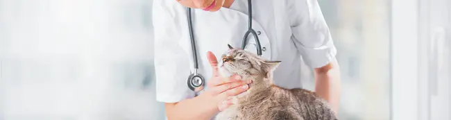 Veterinary Computer Users : 兽医计算机用户