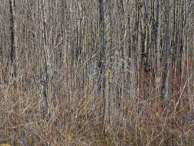 VanKleek Hill, Ontario : 安大略省范克利克山