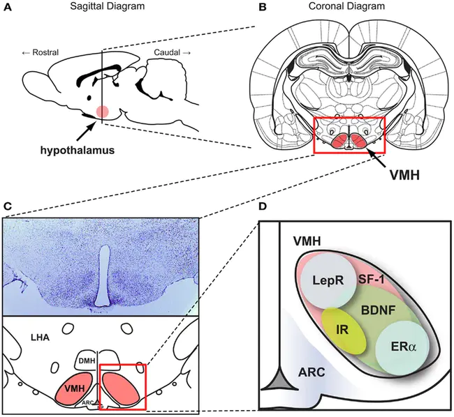 VentroMedial Hypothalamus : 下丘脑腹内侧