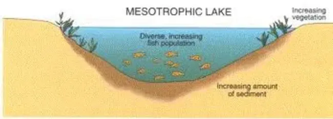 Mesotrophic Grassland : 中营养草原