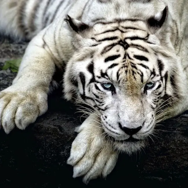 White Tiger : 白虎