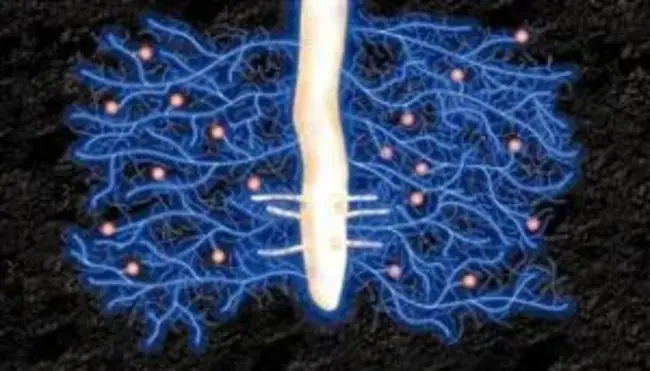 Vesicle Arbuscular Mycorrhizae : 囊泡丛状菌根