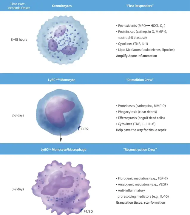 Leukocyte Immune Therapy : 白细胞免疫治疗