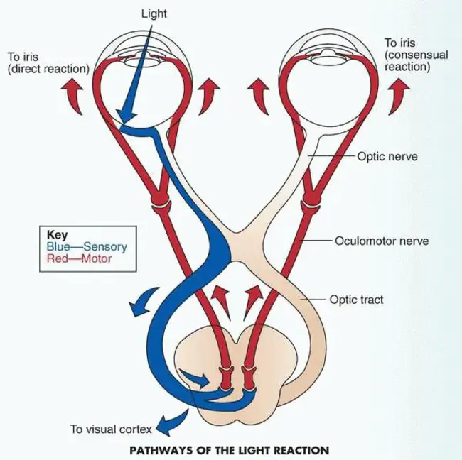 Vertical Reflex Therapy : 垂直反射疗法