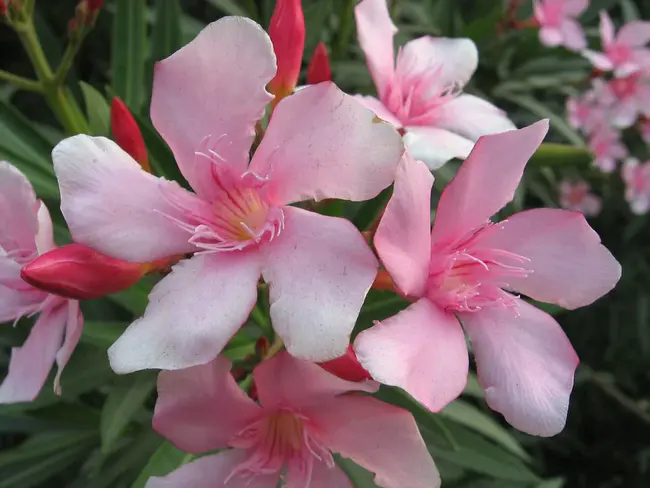 Oleander City (nick-name of Galveston, Texas) : 奥兰多市（德州加尔维斯顿的昵称）