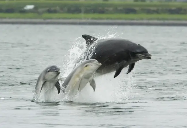 Dolphin Friendly : 海豚友好型