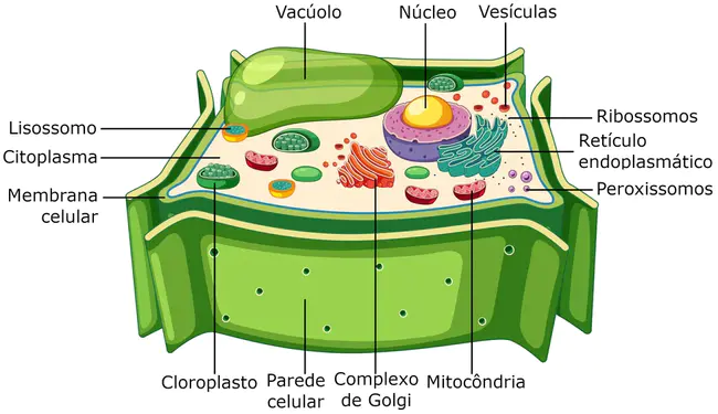 Vesiculo-Vacuolar Organelle : 囊泡细胞器