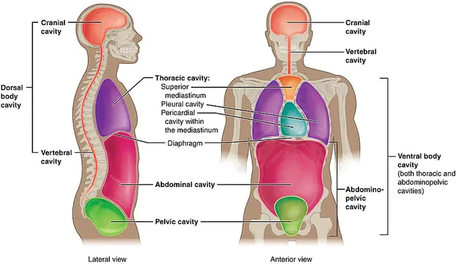 Ventral Ventricular Zone : 腹侧心室区