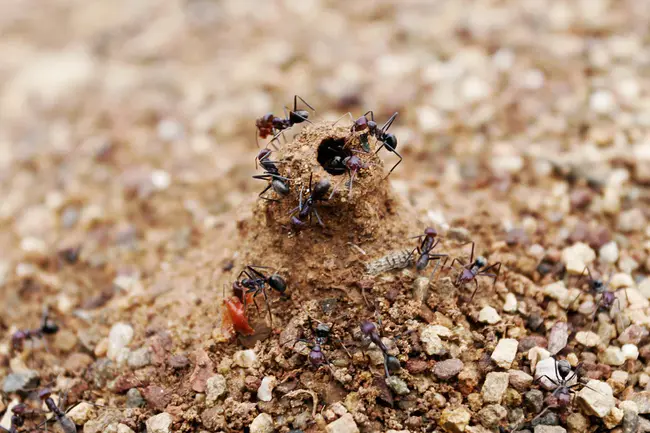 Ant Hill Mob : 蚂蚁山暴徒