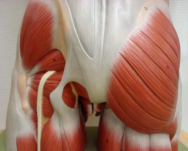 Gluteal Artery Perforator : 臀动脉穿支器