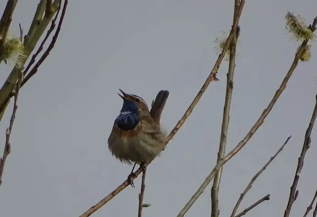 VogelWerkGroep : 伏格尔韦格罗普