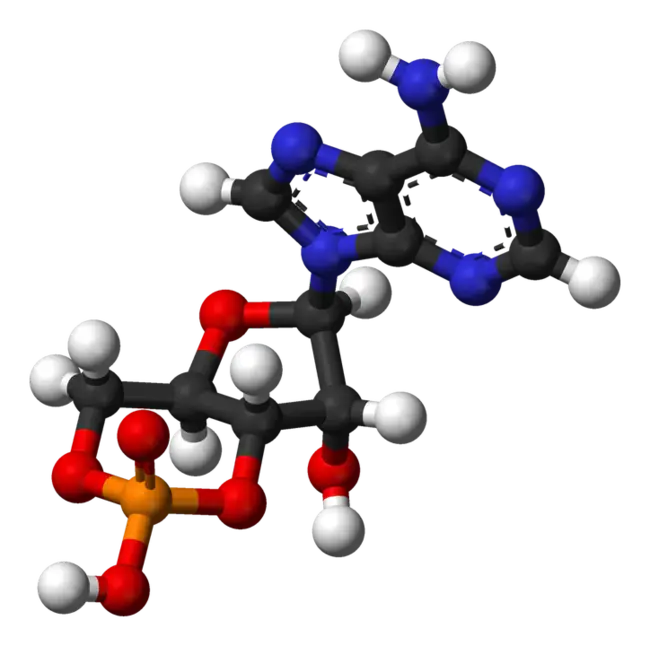 Adenosine Triphos Phate : 三磷酸腺苷